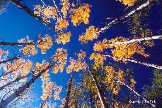 A Circle of Aspens Trees Dominate this Fall Image