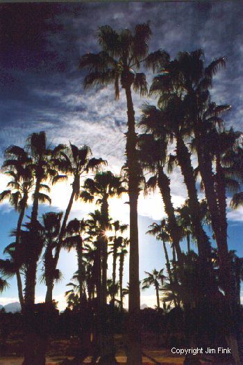Sunset Behind Palms at Loreto, Baja