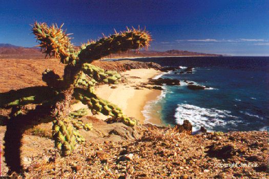 Chainlink Cactus Overlooks Baja Coastline