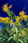Canada Goldenrod in Late Summer (97489 bytes)