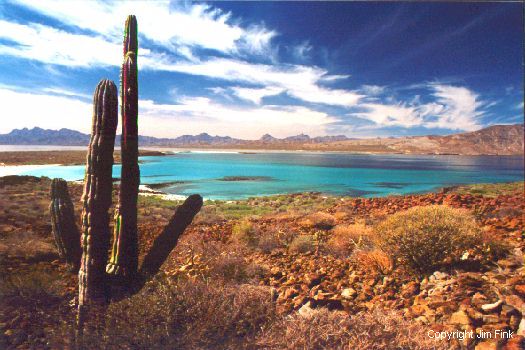 Cardon Cactus Overlooks Tropical Bay at Loreto, Baja California