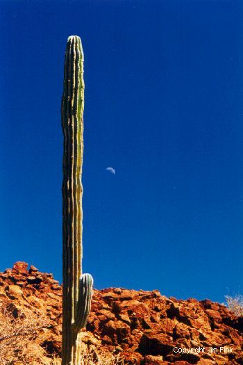 Cardon Cactus and Moon