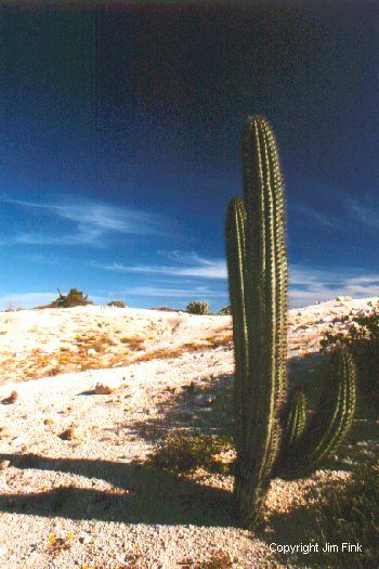 Desert Cactus Enjoys Another Sunny Day in Baja, California