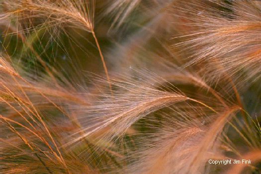 Foxtails Sway in a Summer Breeze