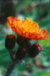 Orange Hawkweed Close-up (61586 bytes)