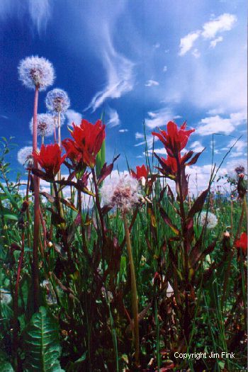 Red Paintbrushes Flower as Dandelions Seed