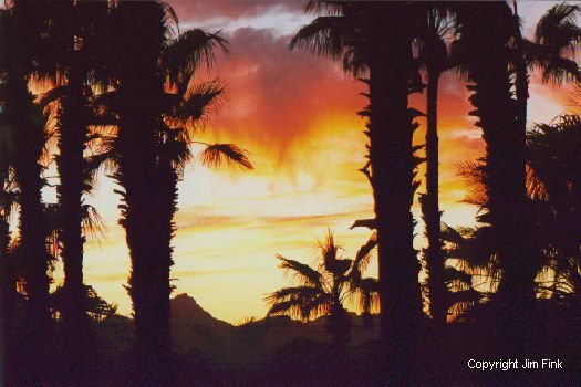 Baja Palms at Sunset